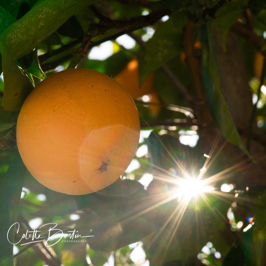 Finca Meerlust - Las Ballenas Los Canos De Meca Ngoại thất bức ảnh
